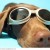 Dog Wearing Sunglasses