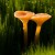 Mushroom Rickenella Fibula by Gorpie