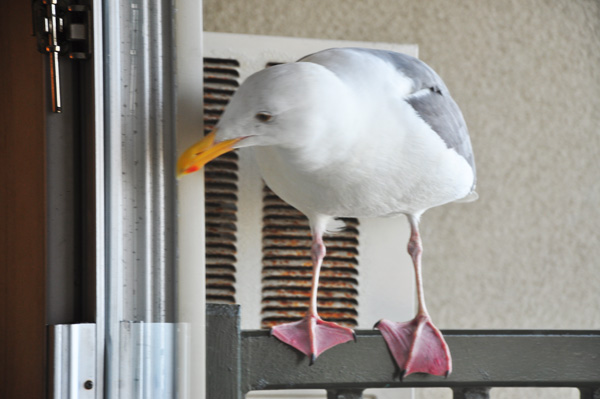 Seagull at the Door