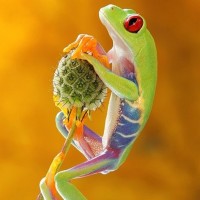 Frog by Artur