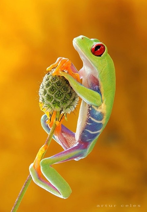 Frog by Artur