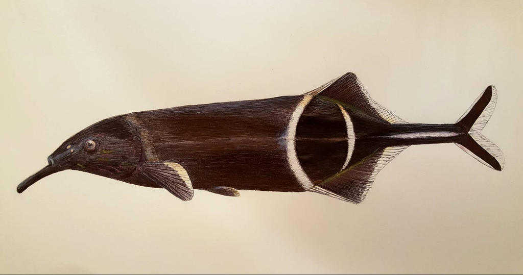 Peter’s Elephantnose Fish